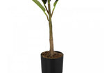 40" Rubber Tree With 5" Black Pot - Green