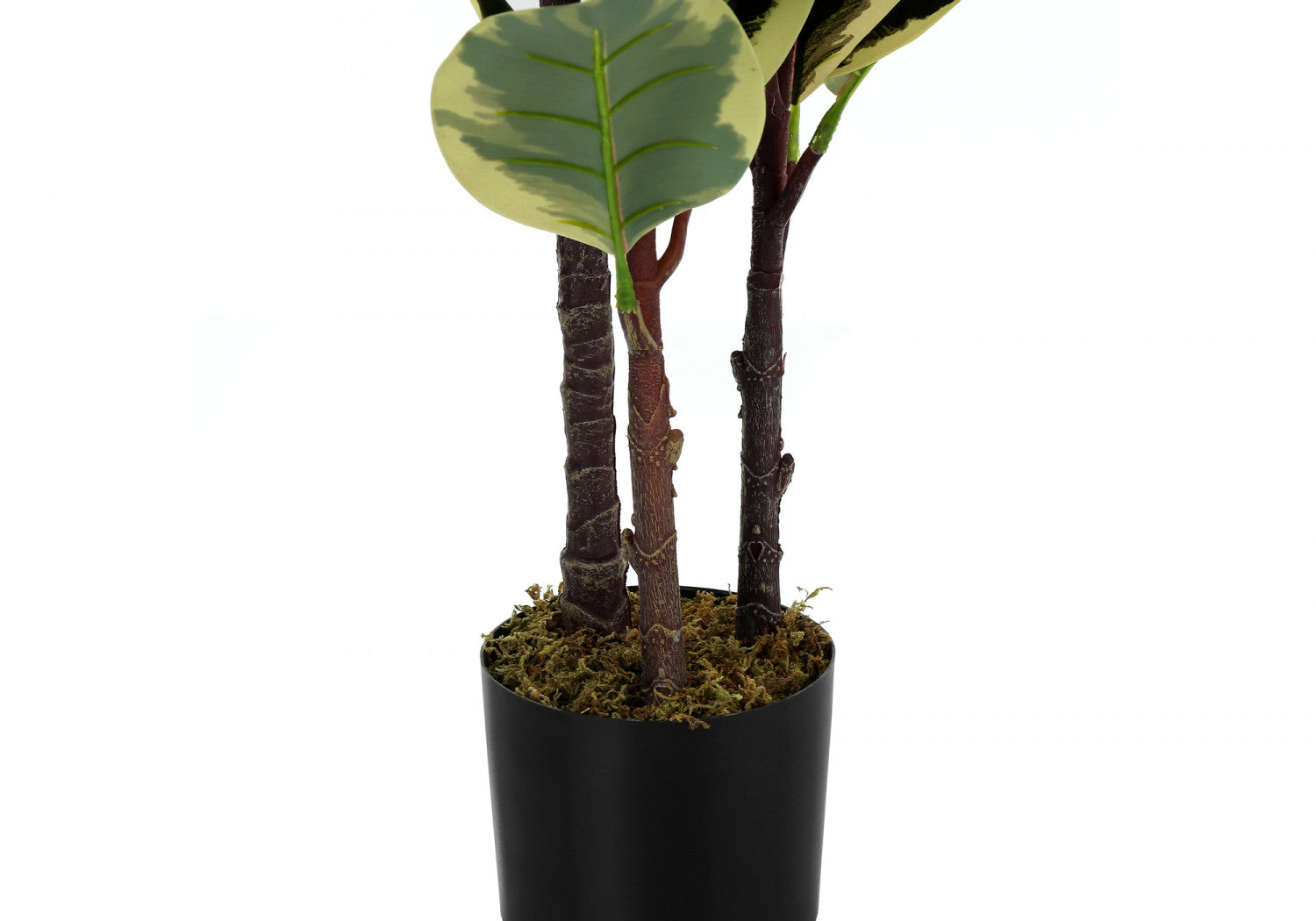 47" Oak Tree With 5" Black Pot - Green