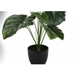 24" Alocasia Plant With 5" Black Pot - Green