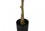 52" Rubber Tree With 5" Black Pot - Green/White