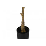 52" Rubber Tree With 5" Black Pot - Green/White