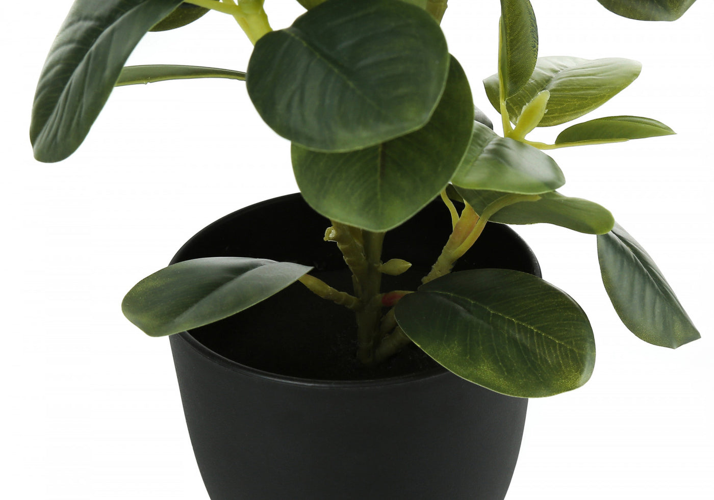 14" Ficus Elastica Plant With 4" Black Pot - Green - Set of Two