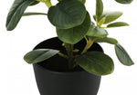 14" Ficus Elastica Plant with 4" Black Pot - Green - Set of Two