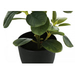 14" Ficus Elastica Plant With 4" Black Pot - Green - Set of Two