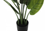 37" Aureum Plant With 5" Black Pot - Green
