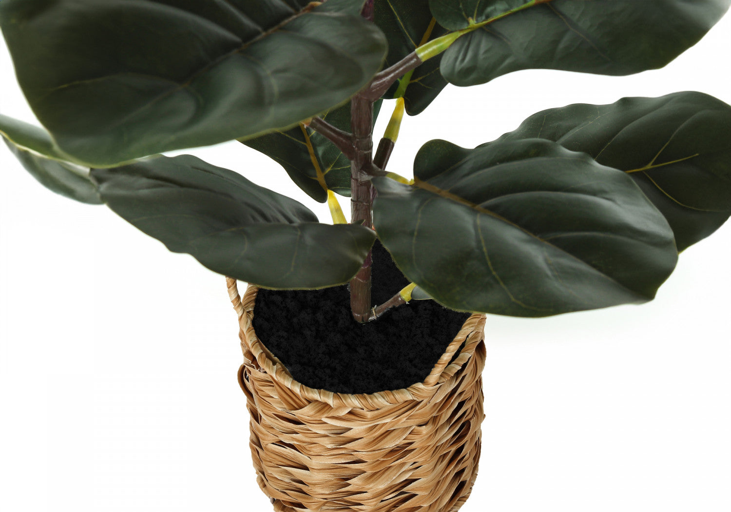 28" Fiddle Tree With 8" Woven Basket Pot - Green