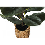 28" Fiddle Tree With 8" Woven Basket Pot - Green
