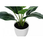 17" Aureum Plant With 5" White Pot - Green