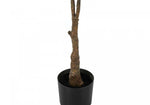 52" Rubber Tree With 5" Black Pot - Green