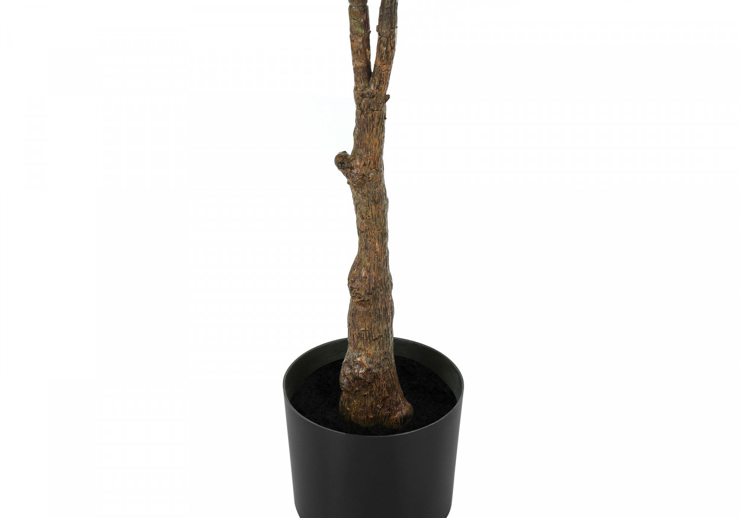 52" Rubber Tree With 5" Black Pot - Green