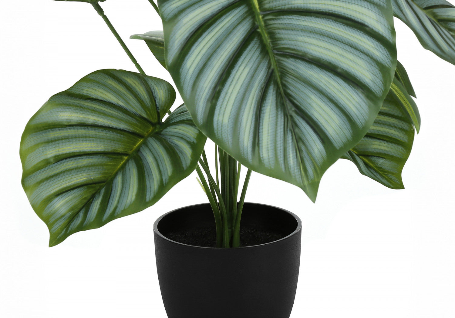 24" Calathea Plant With 5" Black Pot - Green