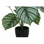 24" Calathea Plant With 5" Black Pot - Green