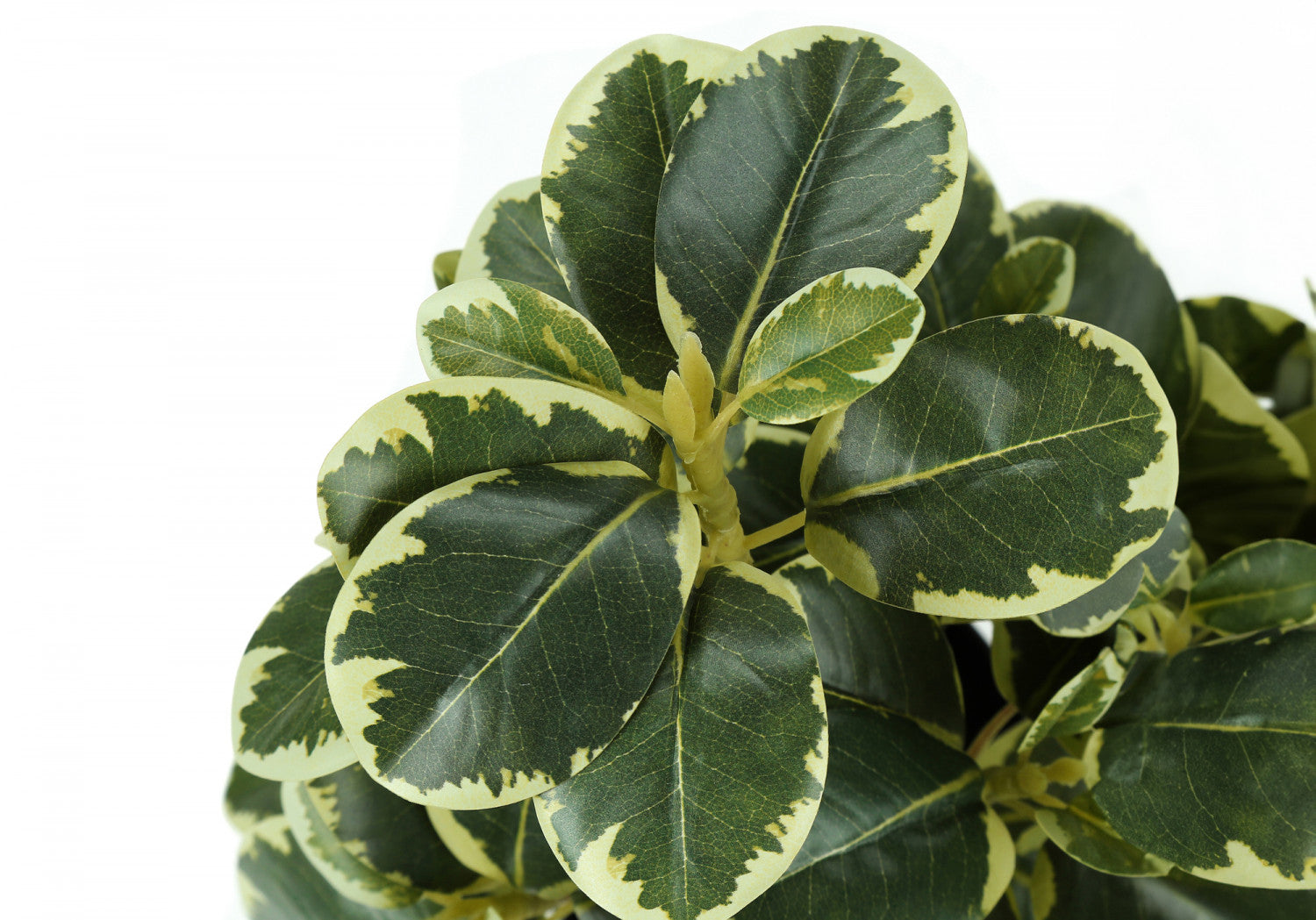 14" Ficus Elastica Plant with 4" Black Pot - Green - Set of Two