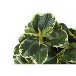 14" Ficus Elastica Plant With 4" Black Pot - Green - Set of Two