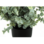 11" Eucalyptus Grass Plant With 5" Black Pot - Green - Set of Two