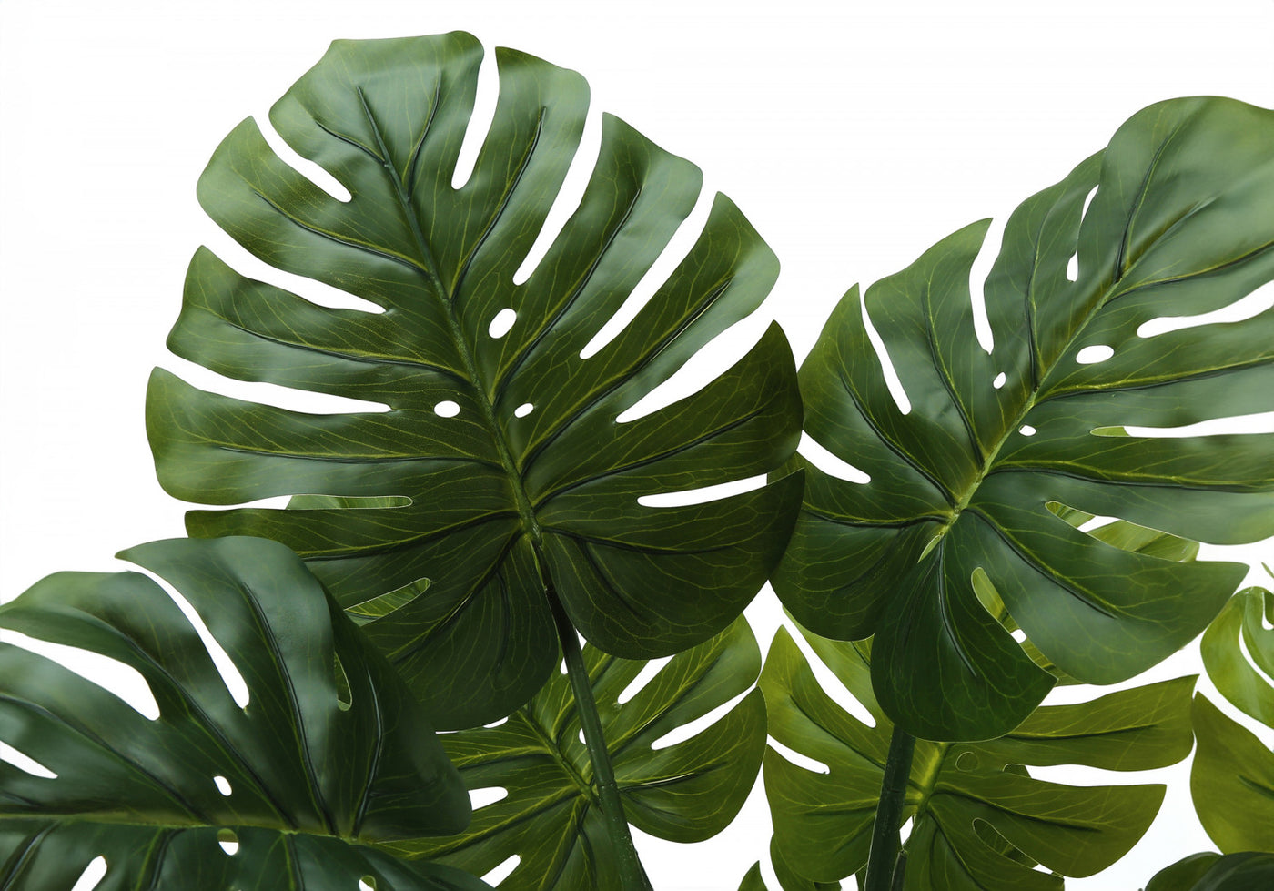 45" Monstera Plant With 6" Black Pot - Green