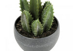 6" Succulent Plant with Grey Pot - Green - Set of Three