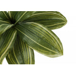17" Dracaena Plant With 4" Black Pot - Green