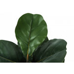49" Fiddle Tree With 5" Black Pot - Green