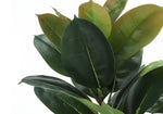 40" Rubber Tree With 5" Black Pot - Green