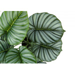 24" Calathea Plant With 5" Black Pot - Green