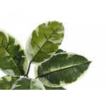 52" Rubber Tree With 5" Black Pot - Green/White