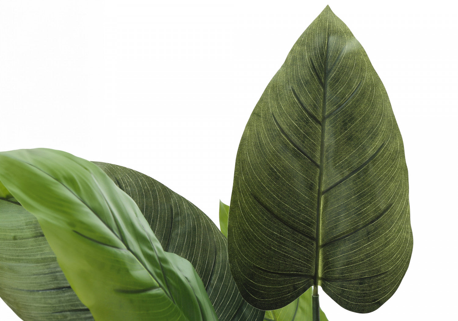 37" Aureum Plant With 5" Black Pot - Green