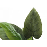 37" Aureum Plant With 5" Black Pot - Green