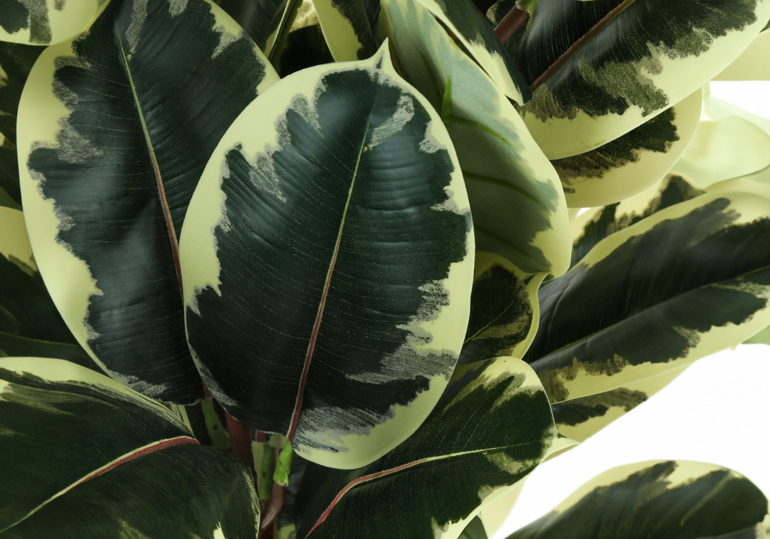 47" Oak Tree With 5" Black Pot - Green