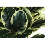 47" Oak Tree With 5" Black Pot - Green