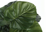 24" Alocasia Plant With 5" Black Pot - Green