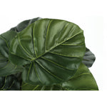 24" Alocasia Plant With 5" Black Pot - Green