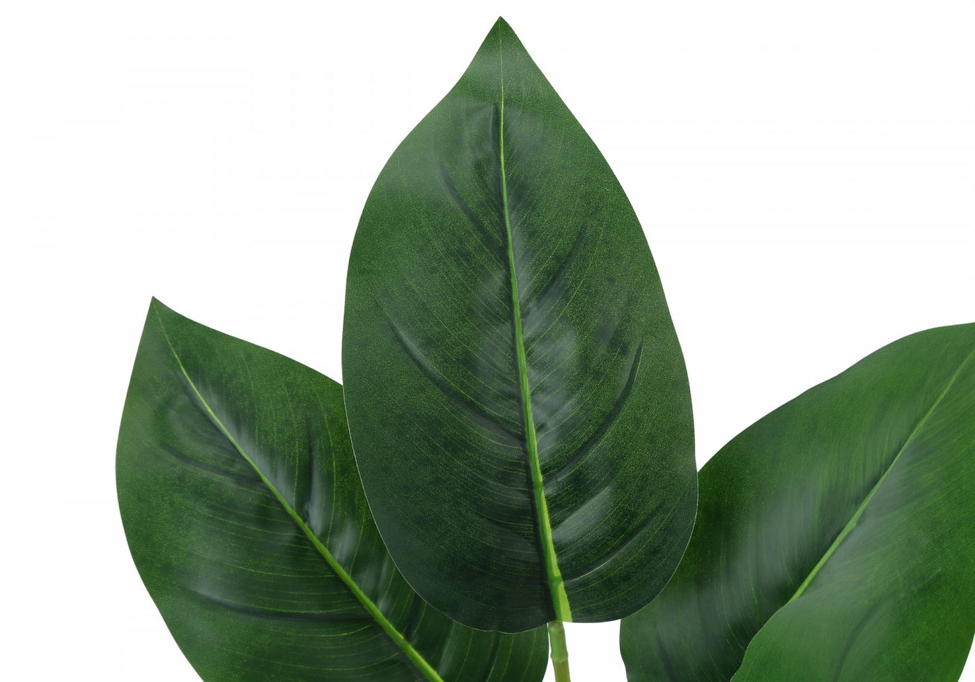 17" Aureum Plant With 5" White Pot - Green