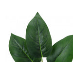 17" Aureum Plant With 5" White Pot - Green