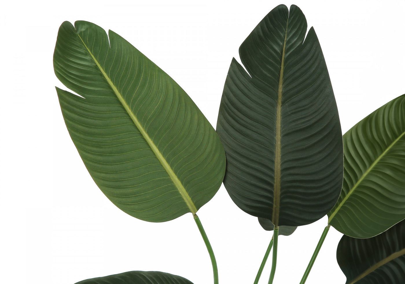 44" Bird Of Paradise Plant With 5" Black Pot - Green