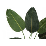 44" Bird Of Paradise Plant With 5" Black Pot - Green