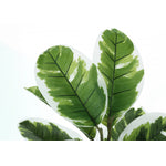 27" Rubber Plant With 5" Black Pot - Green