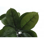 52" Rubber Tree With 5" Black Pot - Green