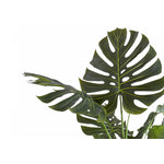 55" Monstera Plant With 6" Black Pot - Green