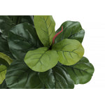 47" Fiddle Tree With 5" Black Pot - Green