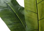 55" Banana Tree With 6" Black Pot - Green