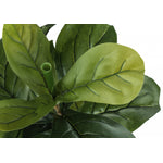 41" Fiddle Tree With 5" Black Pot - Green
