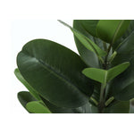 28" Garcinia Plant With 5" Black Pot - Green