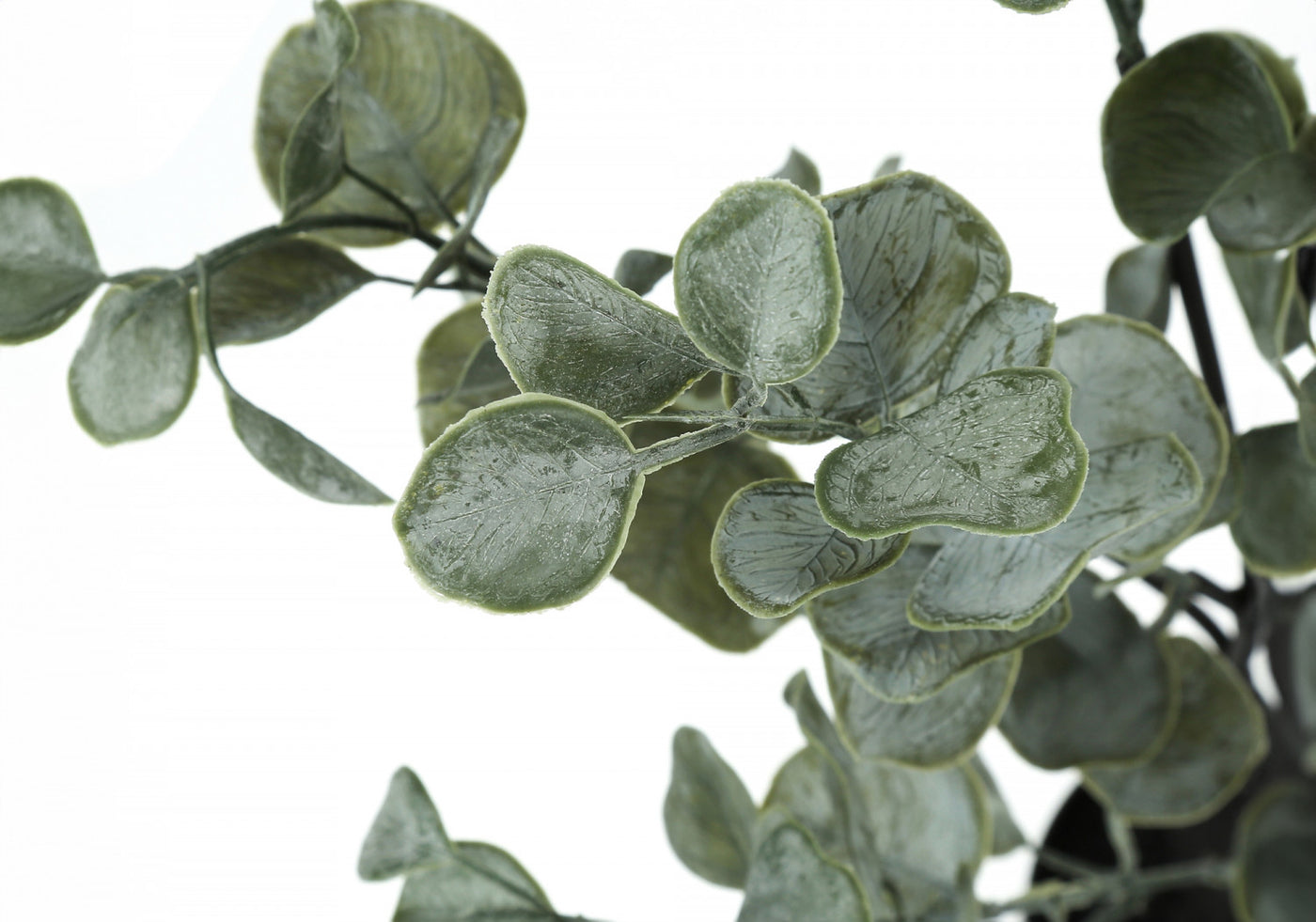 35" Eucalyptus Plant With 5" Black Pot - Green