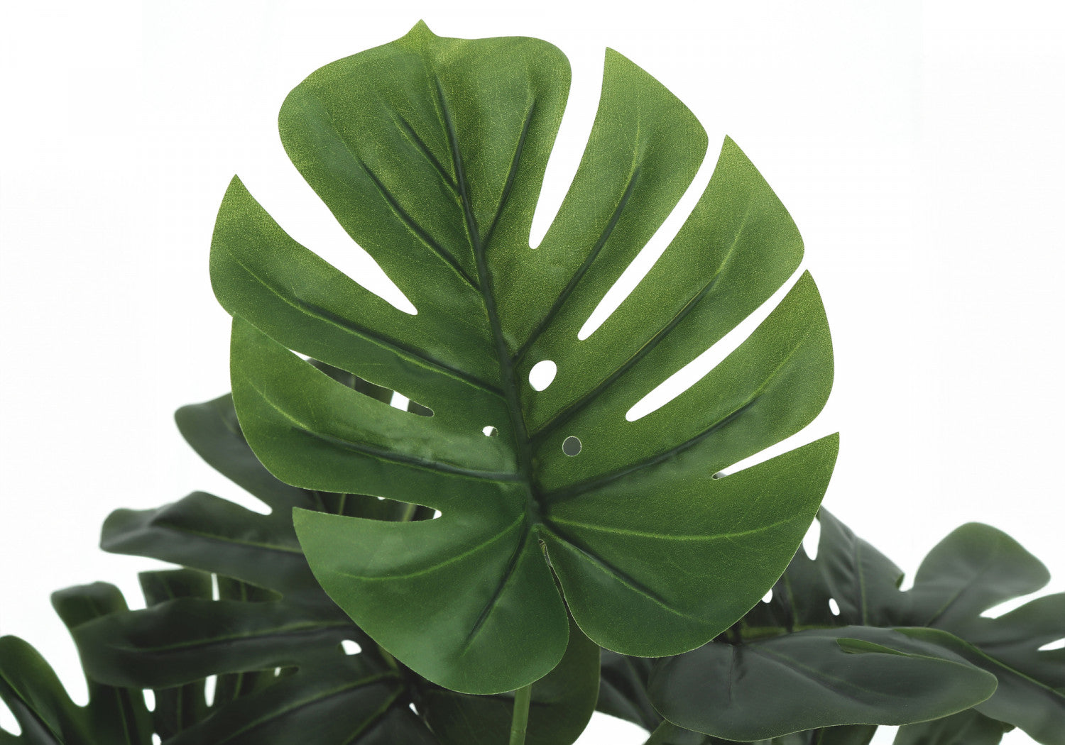 24" Monstera Plant With 5" Black Pot - Green