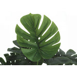 24" Monstera Plant With 5" Black Pot - Green