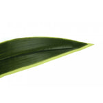 47" Dracaena Tree With 5" Black Pot - Green