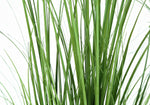 47" Grass Plant With 5" Black Pot - Green