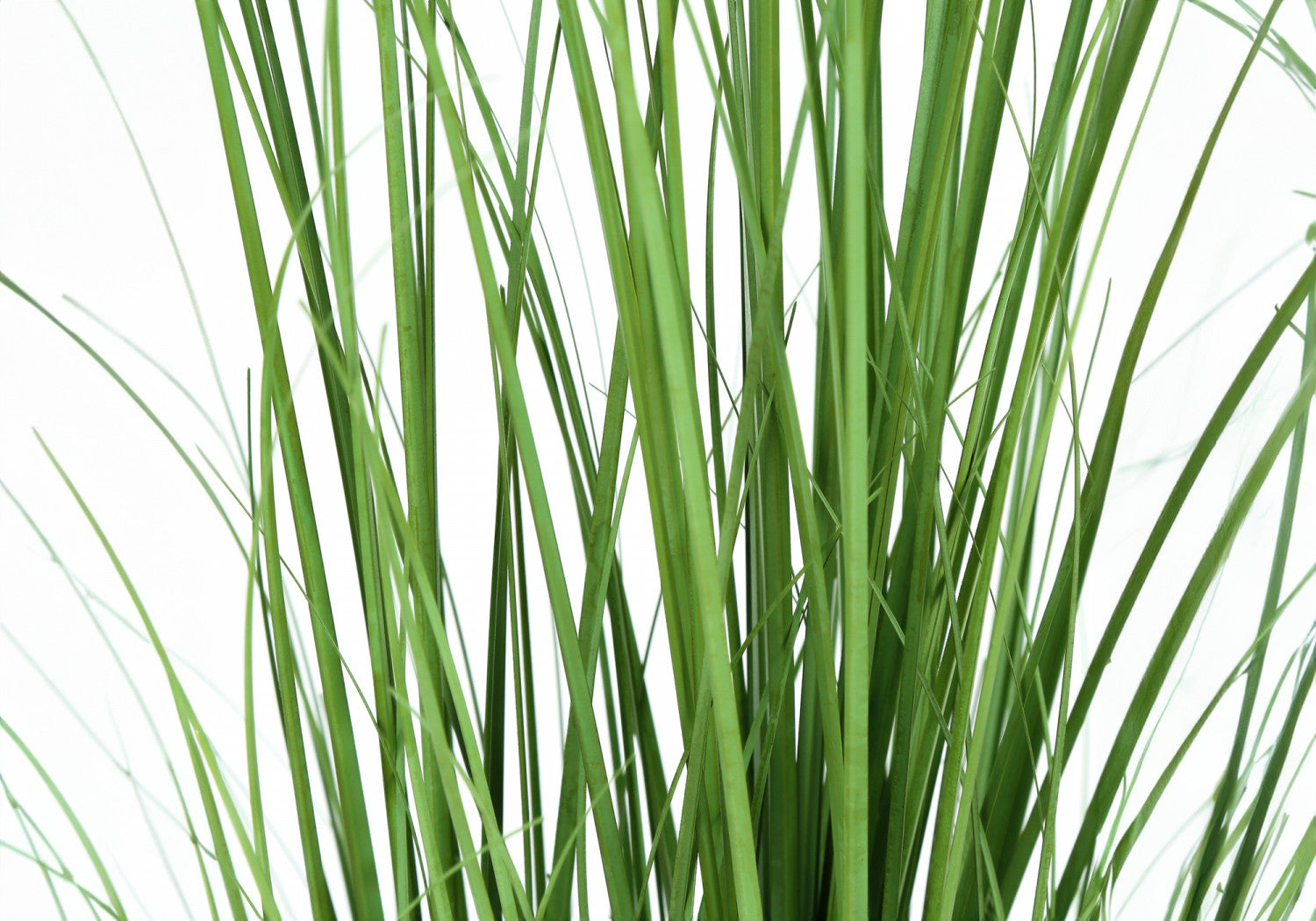 47" Grass Plant With 5" Black Pot - Green