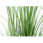 47" Grass Plant With 5" Black Pot - Green